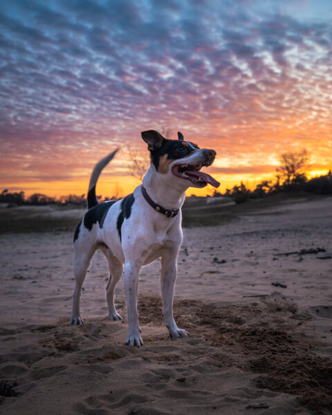 Hondenfotografie Zonsondergang