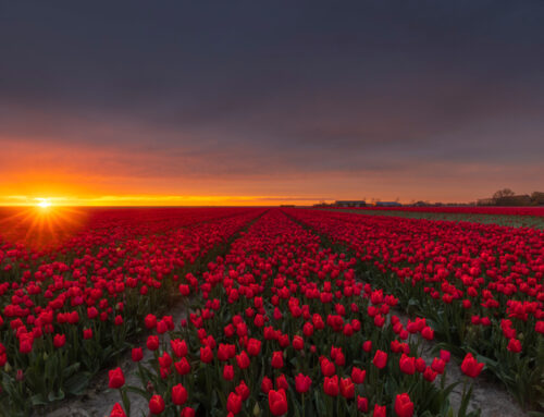 Rode Tulpen met Zonsondergang