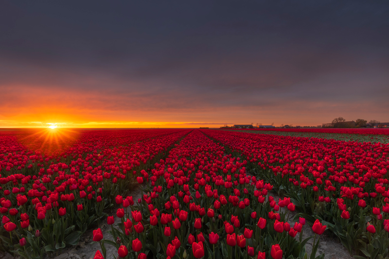 Rode-Tulpen-met-Zonsondergang