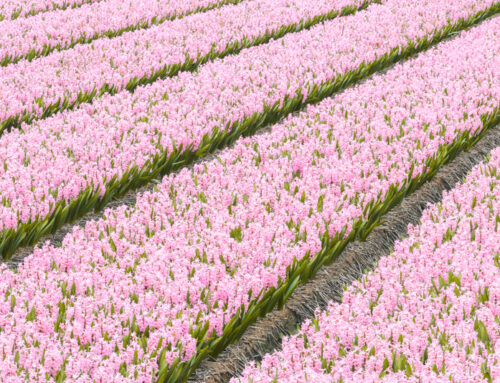 Roze Hyacintenveld