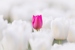 Roze-Tulp-In-Wit-Tulpenveld