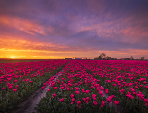 Roze Tulpen met Zonsondergang