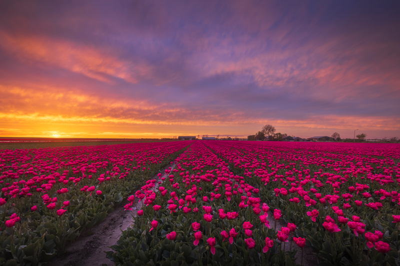 Roze-Tulpen-met-Zonsondergang
