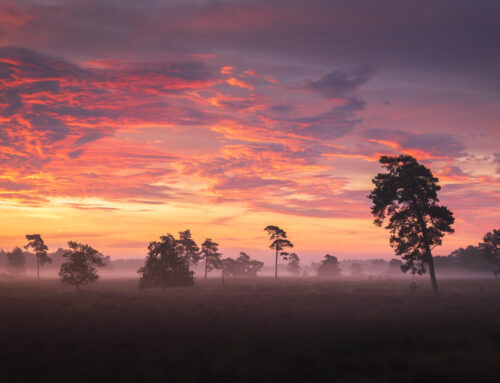 Bloeiende Heide in Mistige Zonsopkomst