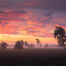 Bloeiende Heide in Mistige Zonsopkomst