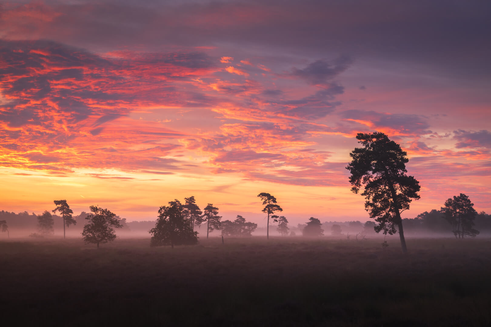 Bloeiende Heide in Mistige Zonsopkomst