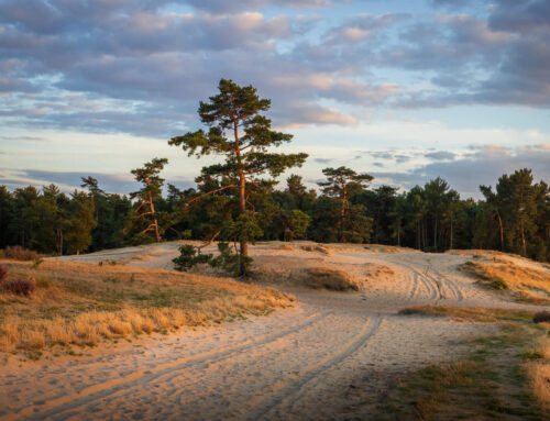 Golden Hour Loonse en Drunense Duinen