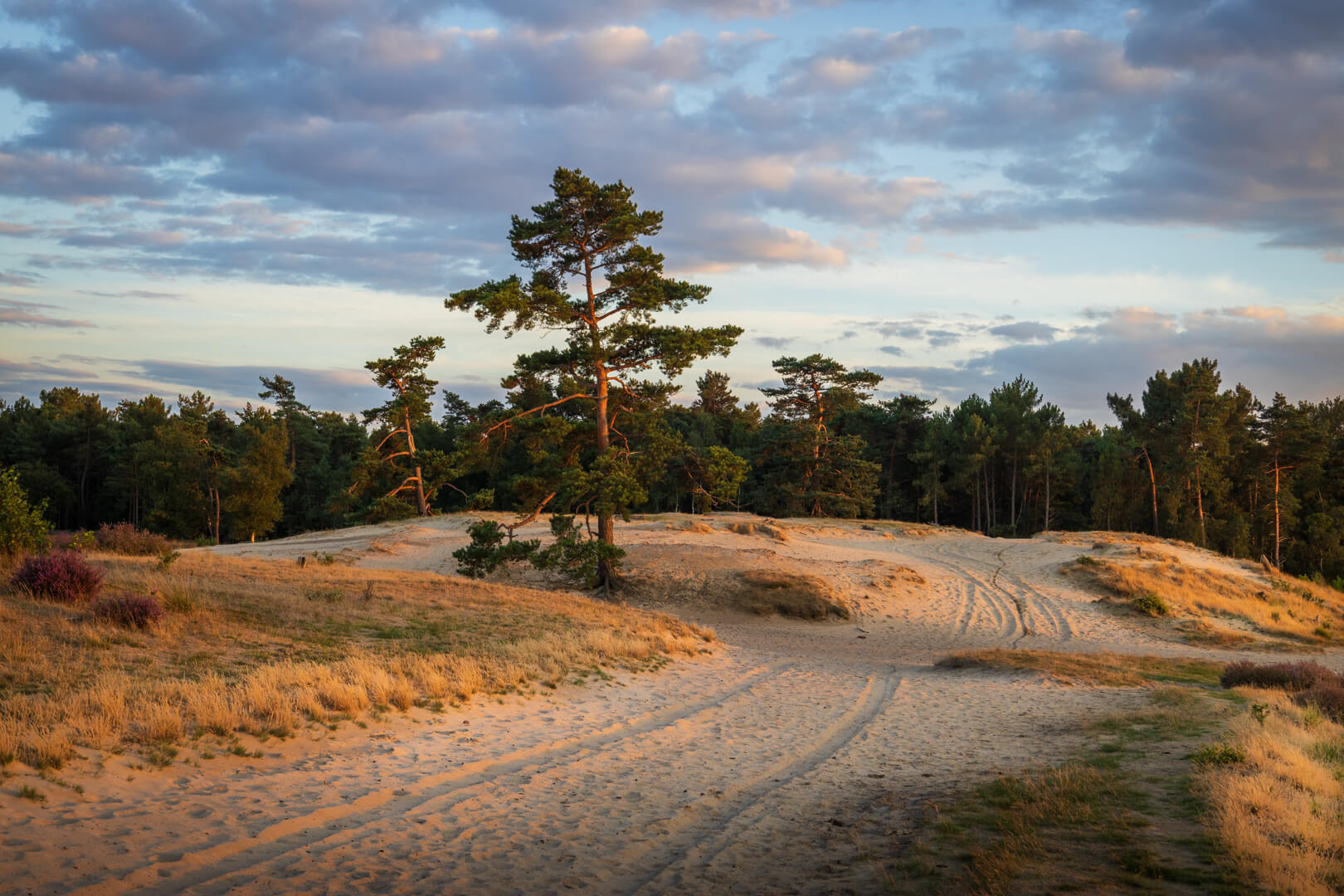 Golden Hour Loonse en Drunense Duinen