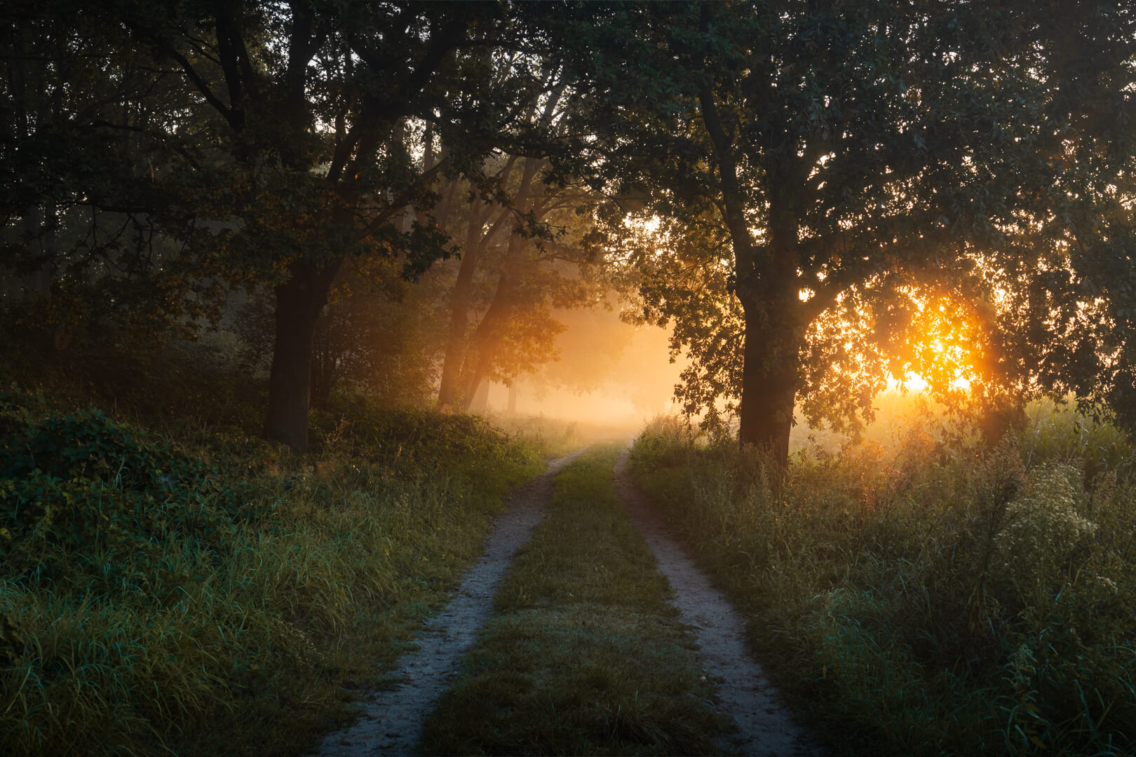 Lente Zonlicht met Mist in Drunen