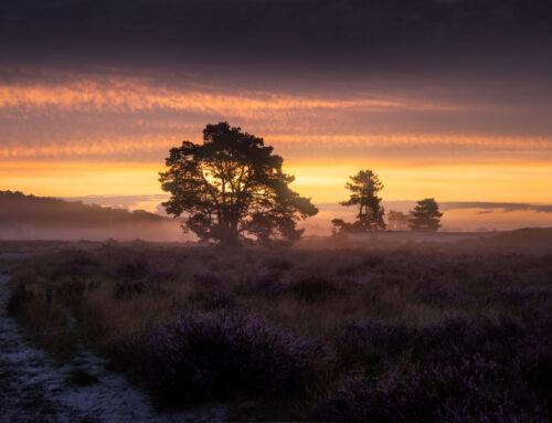 Loonse en Drunense Duinen Bloeiende Heide Zonsopkomst