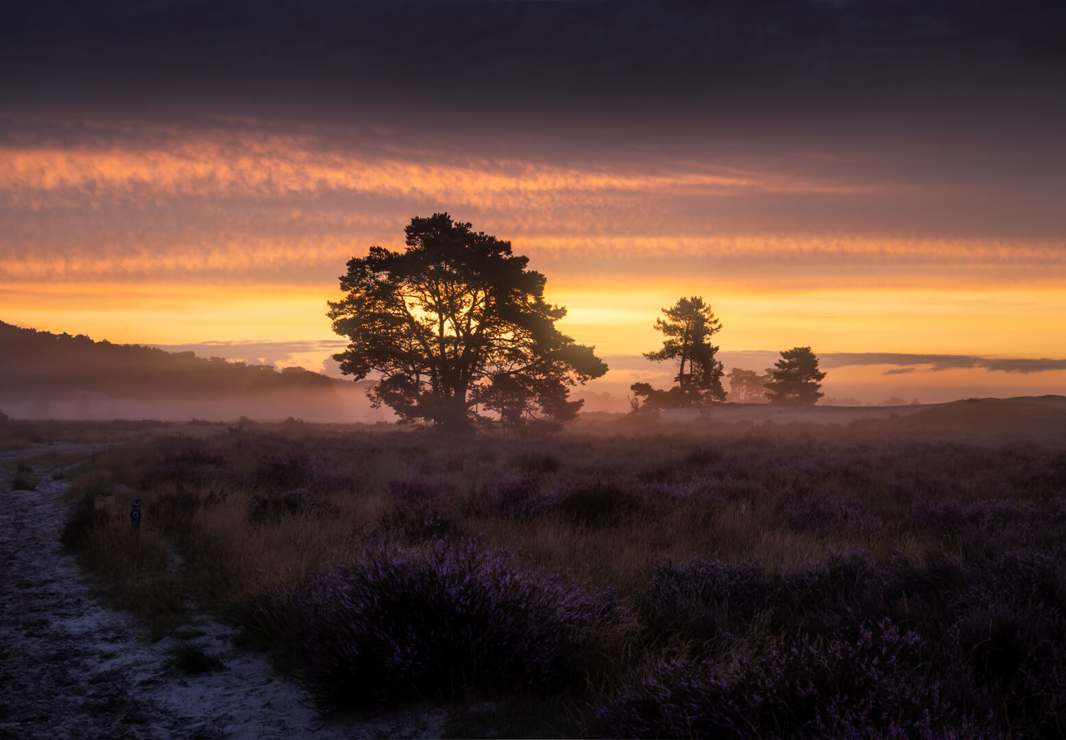 Loonse en Drunense Duinen Bloeiende Heide Zonsopkomst