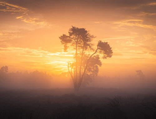 Oranje Mist op de Heide