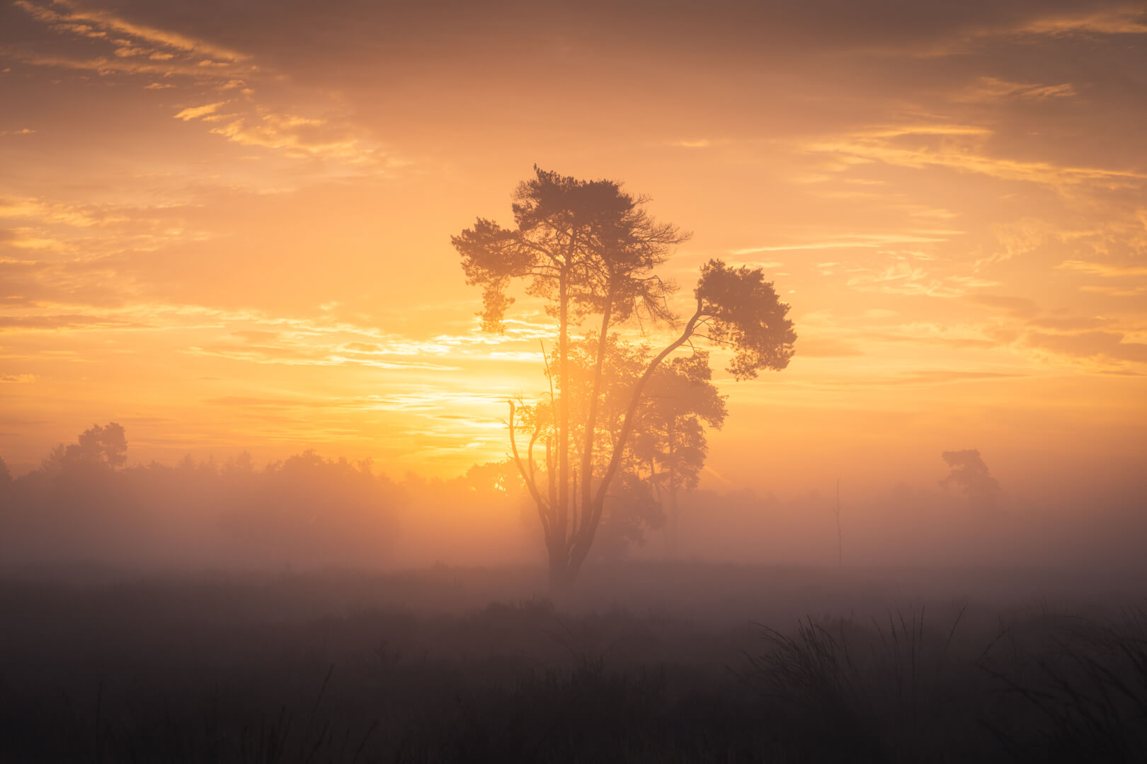 Oranje Mist op de Heide