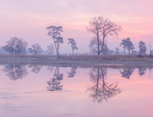 Pastelkleurige Reflectie Loonse en Drunense Duinen