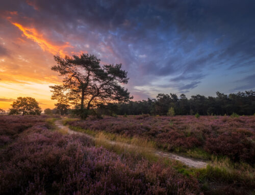 Zonsopkomst op de Heide