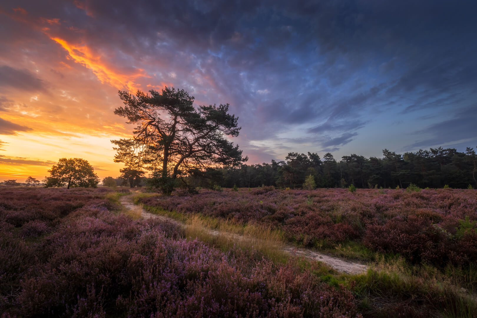 Zonsopkomst op de Heide