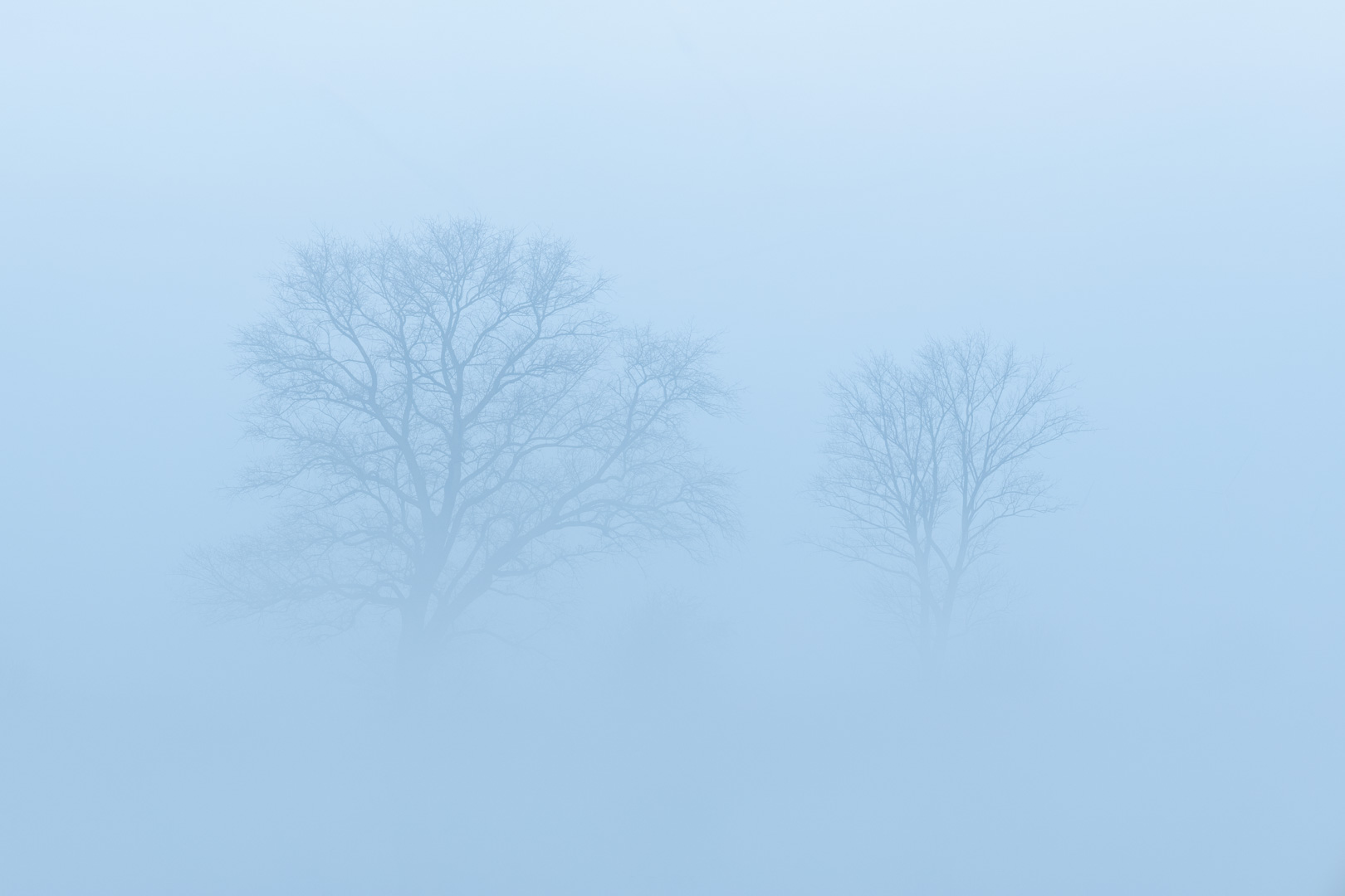 Bomen in de Mist Babyblauw