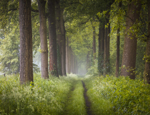 Eikenlaan met Mist in de Lente