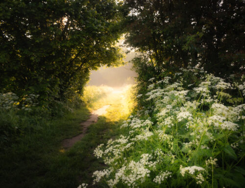 Lichttunnel met fluitekruid bij Nederhemert