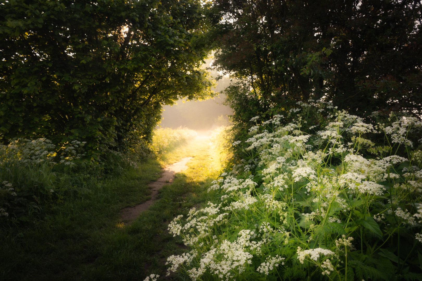 Lichttunnel met fluitekruid bij Nederhemert