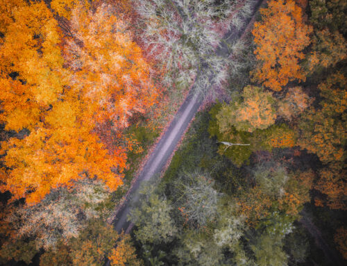 Herfstkleuren vanuit de lucht bij de Loonse en Drunense Duinen