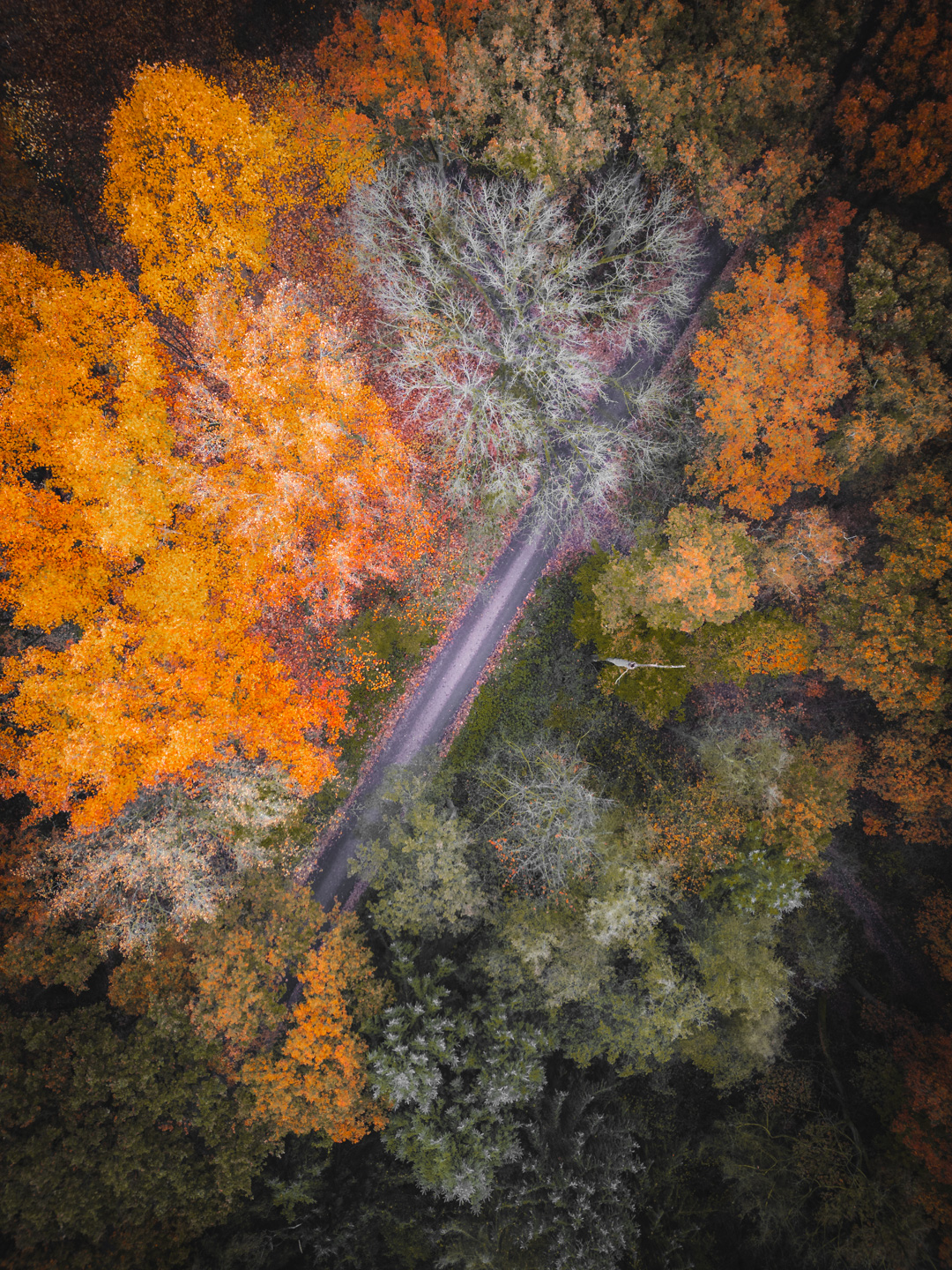 Herfst Loonse en drunense Duinen Drone