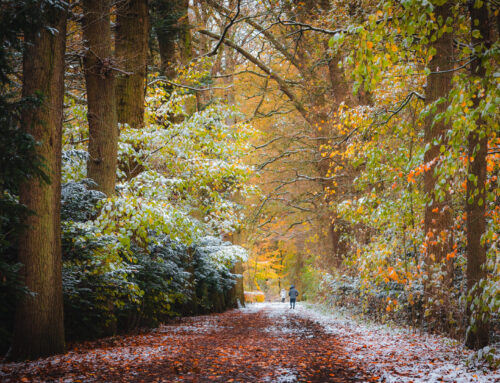 Herfstkleuren met sneeuw bij Plantloon