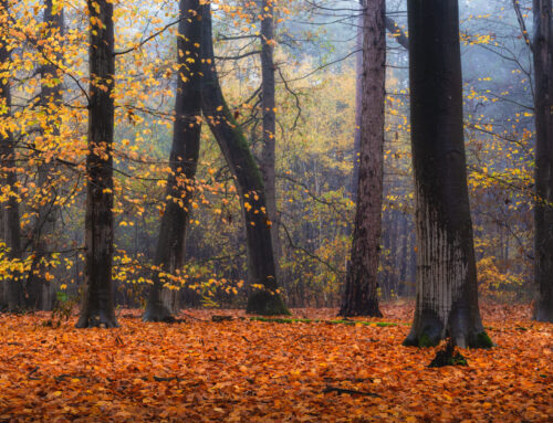 Beukenbos vol herfstlicht en mist