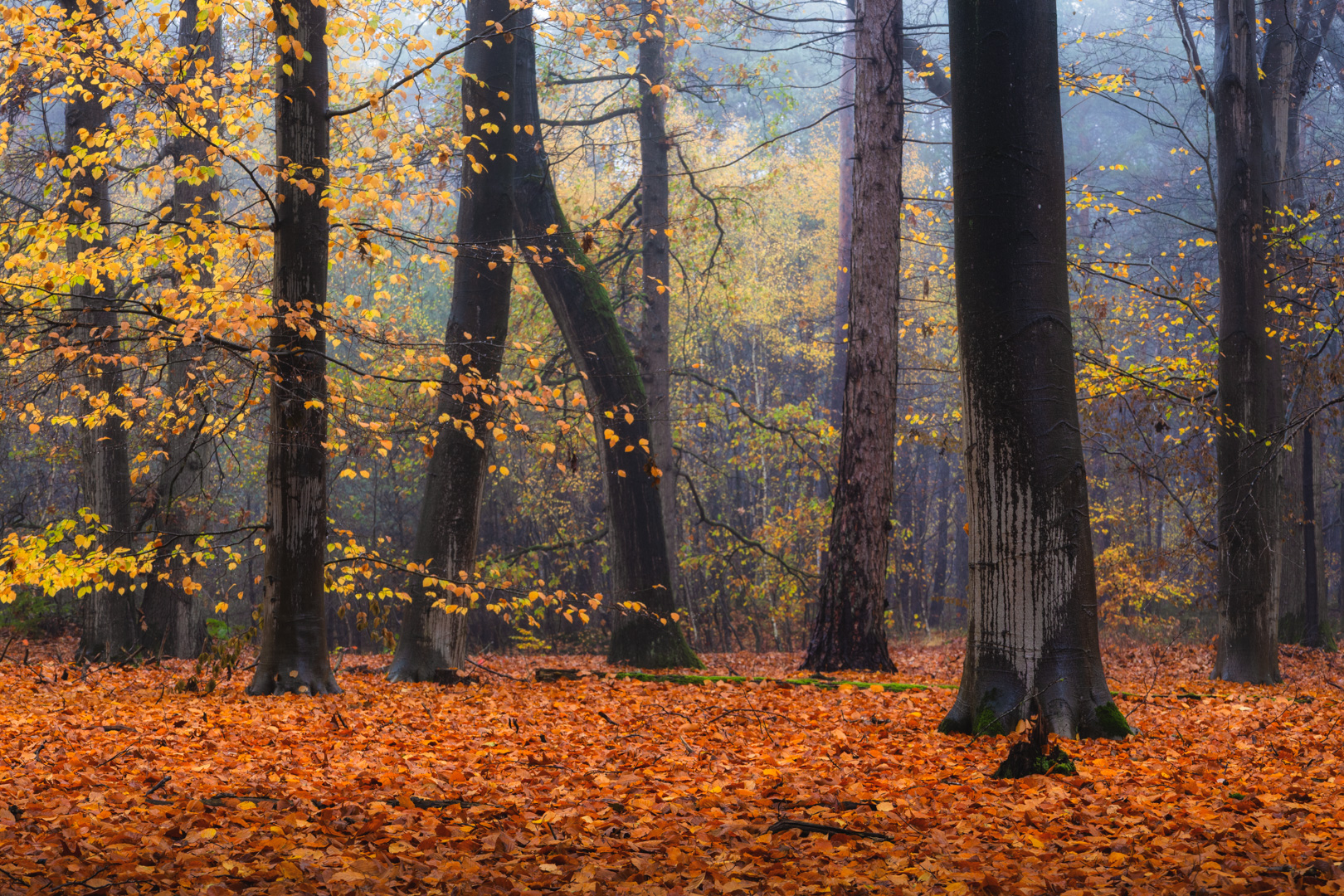 Herfstbeuken met Mist