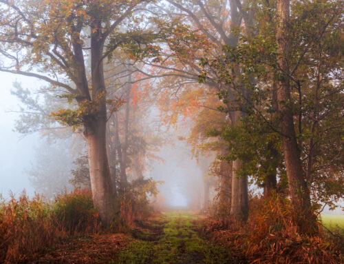 Herfstlaan in dichte mist bij Drunen