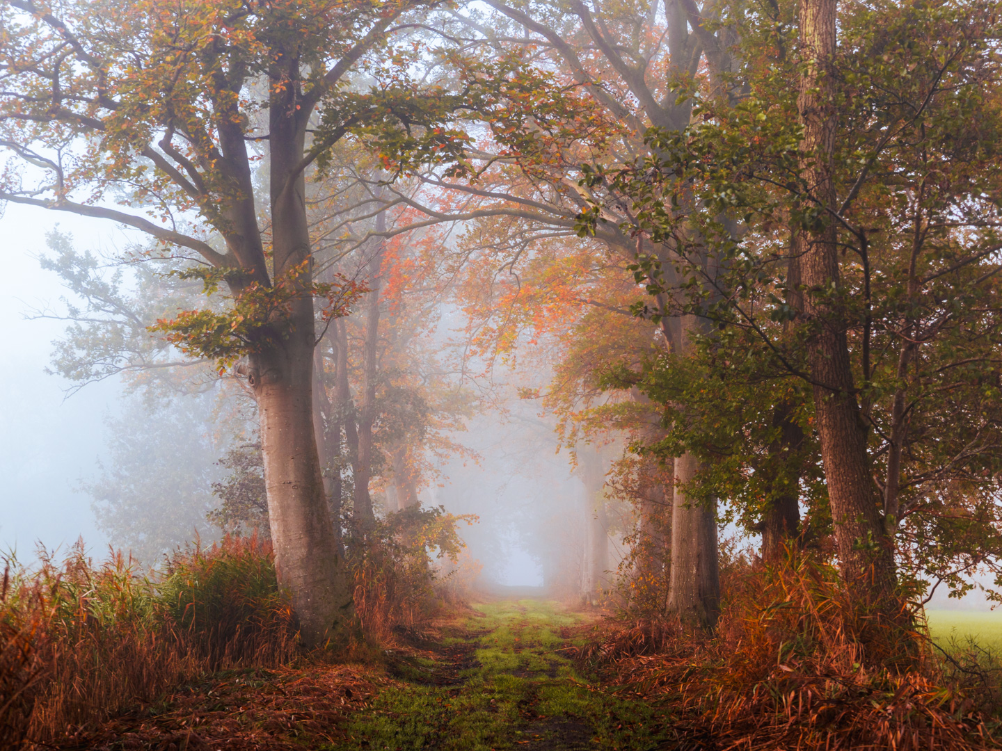 Herfstlaan Mist Drunen