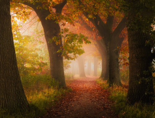 Herfstpad in Goirle met Mist en Gouden Licht