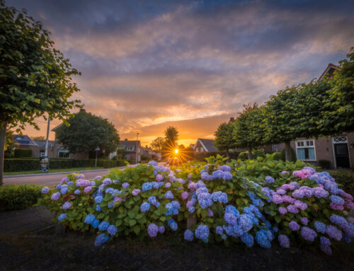 Zonsondergang met Hortensia’s in Drunen