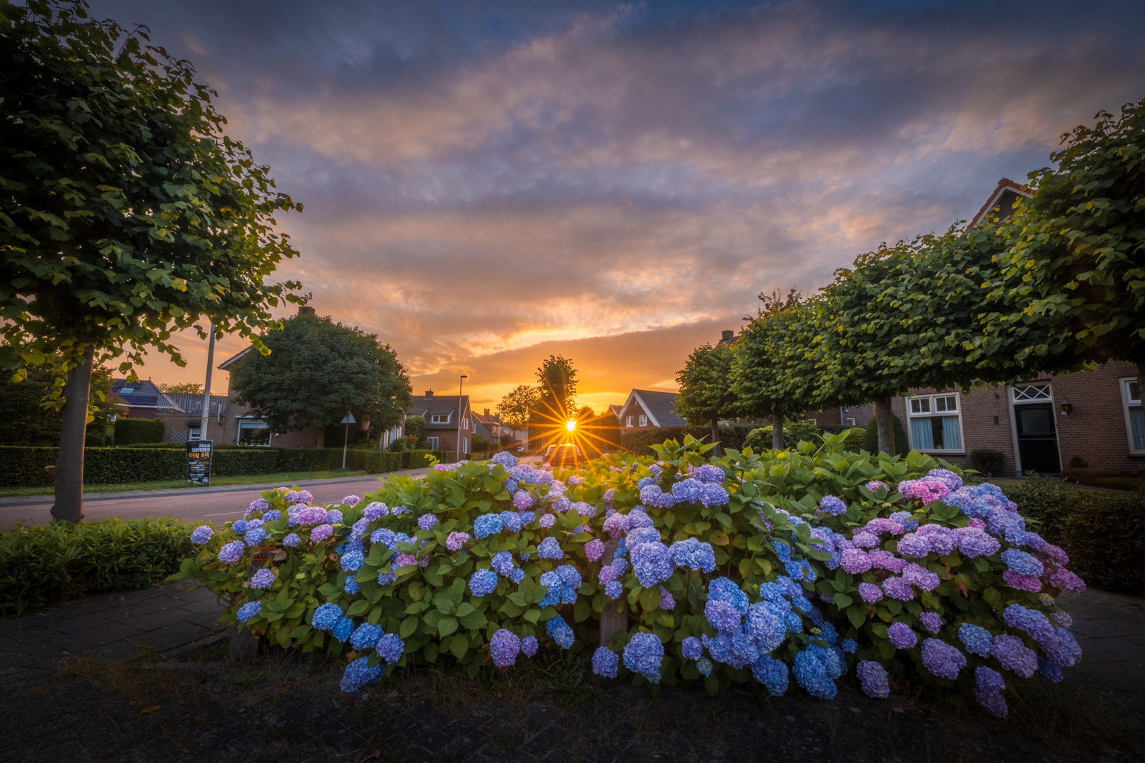 Zonsondergang met Hortensia’s in Drunen