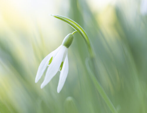 Macro-opname Sneeuwklokje in Zacht Voorjaarslicht