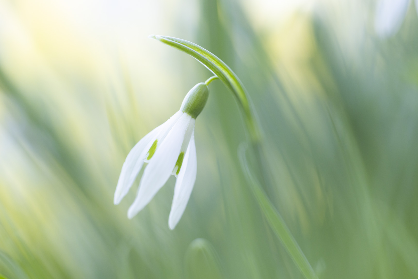 Macro Sneeuwklokje Dromerig