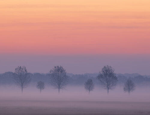 Pastelkleuren en Mist in de Polder van Drunen
