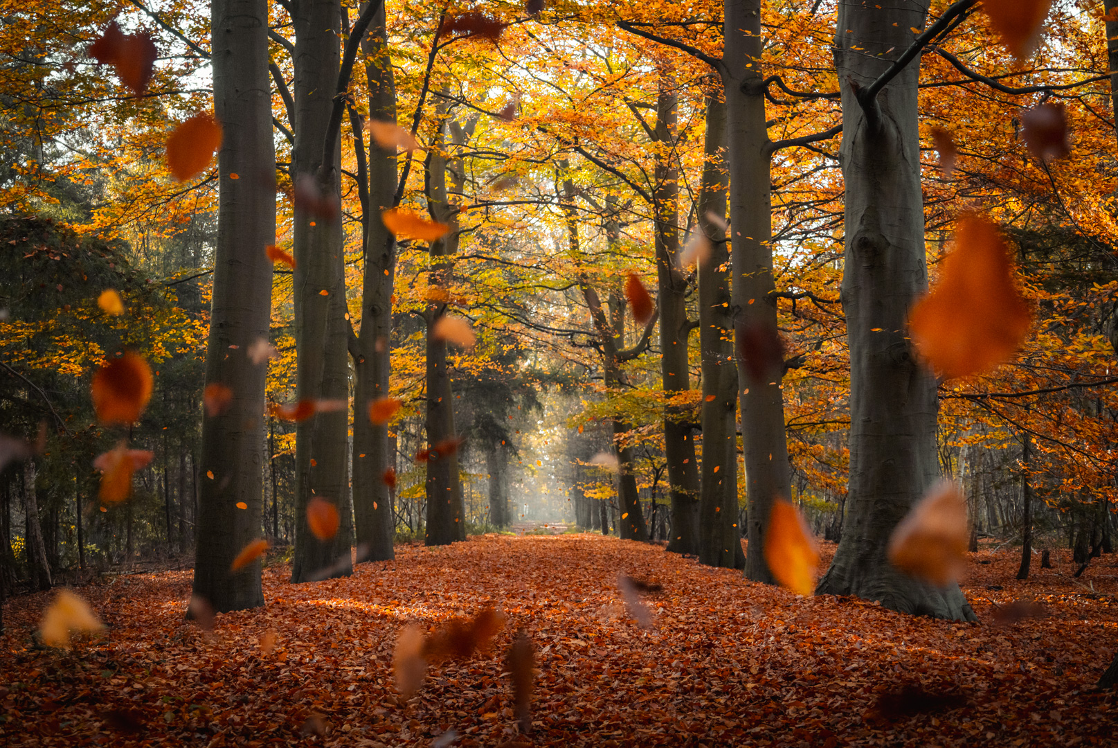 Plantloon Vallende Bladeren Herfst
