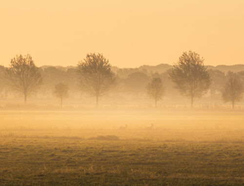 Reeën in de Poldermist bij Zonsopkomst in Drunen