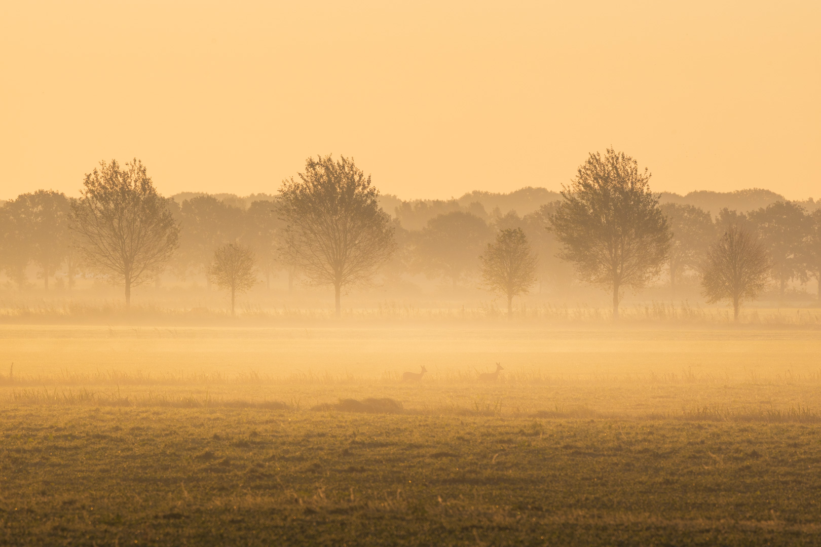 Reeen in de poldermist