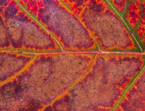 Macro-opname Rood Herfstblad met Nerve Detail