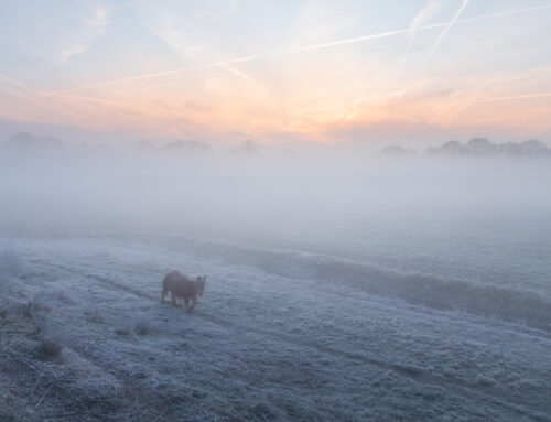 Pony in wintermist bij Elshout