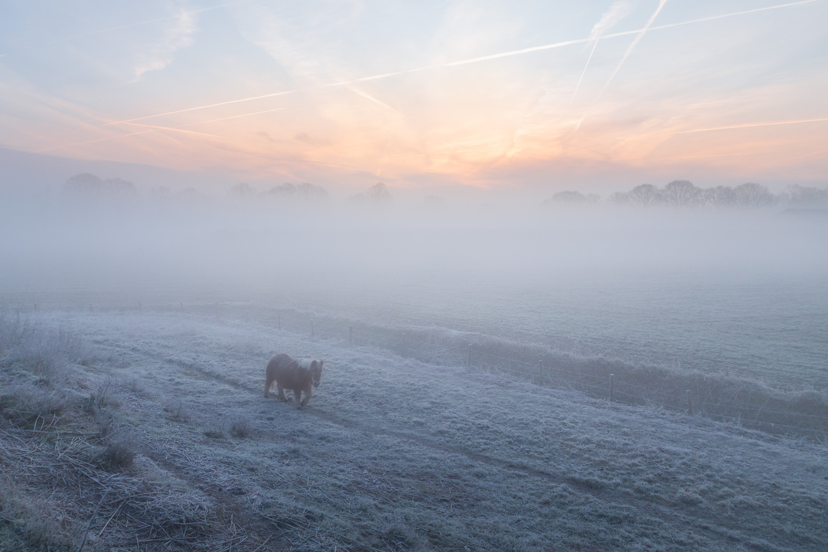Winterlandschap met Pony en Mist
