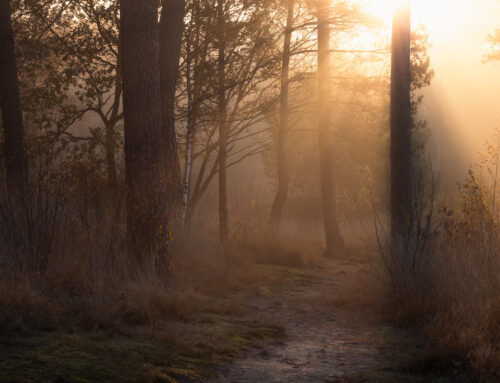 Zonneharpen boven wandelpad in Oisterwijk