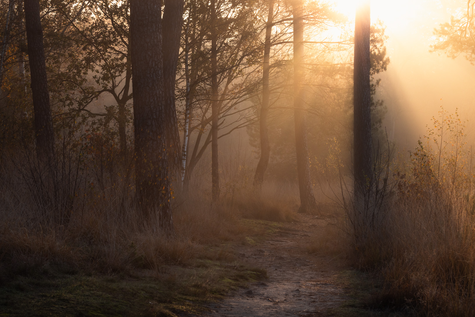 Zonneharpen Oisterwijkse Bossen en Vennen Zonneharpen boven wandelpad in Oisterwijk