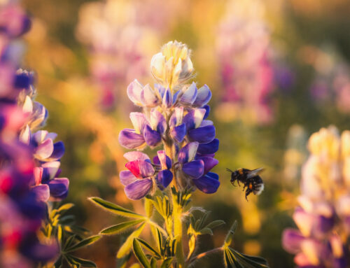 Lupine in IJslands avondlicht