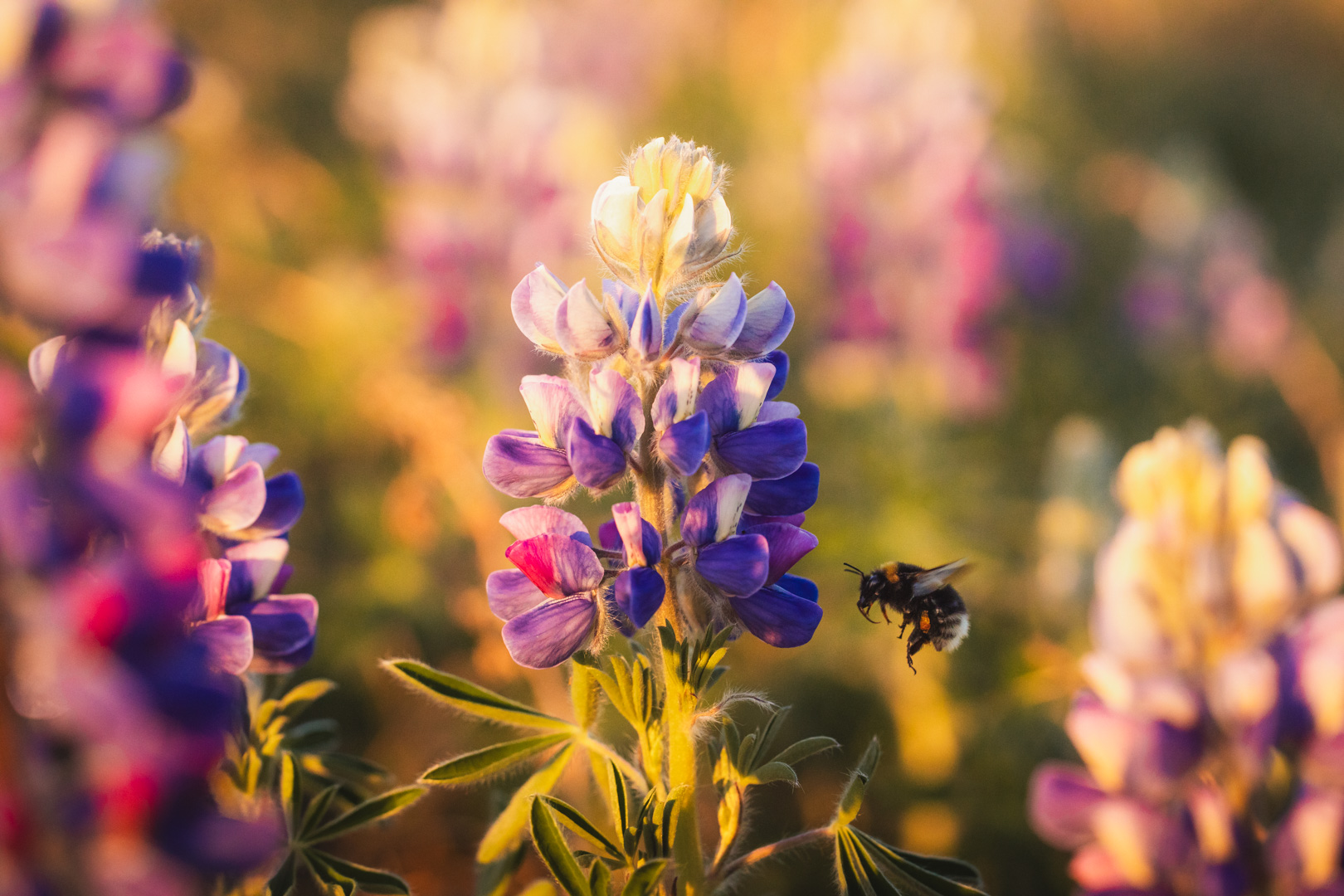 Ijsland Lupine Bij Golden Hour
