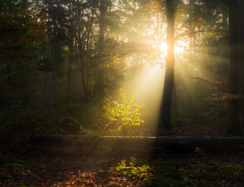 Zonneharpen in de Oude Warande