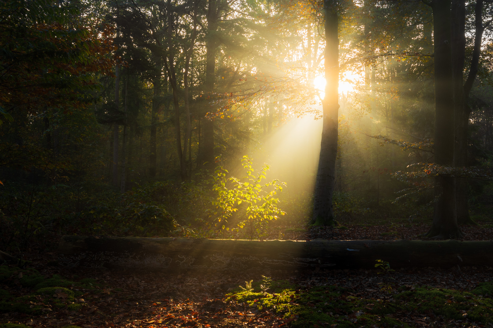 Oude warande tilburg Herfst Zonneharpen