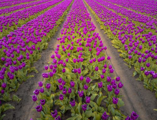 Roze Tulpenveld Hulst Drone